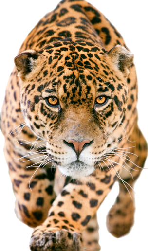Leopardo: sistema ágil y rápido