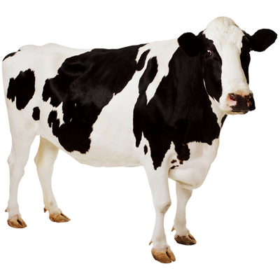 Vaca: sistema pesado y lento